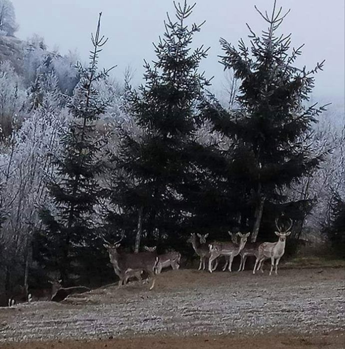 Natječaj za najbolju fotografiju divljači u lovištima Primorsko-goranske županije u 2021. godini.